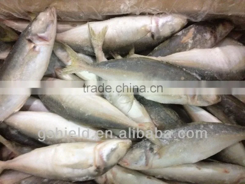 2016 IQF 5-6pcs/kg whole round frozen small eye round scad