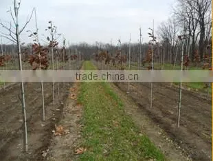 FRP plant support Fiberglass stakes