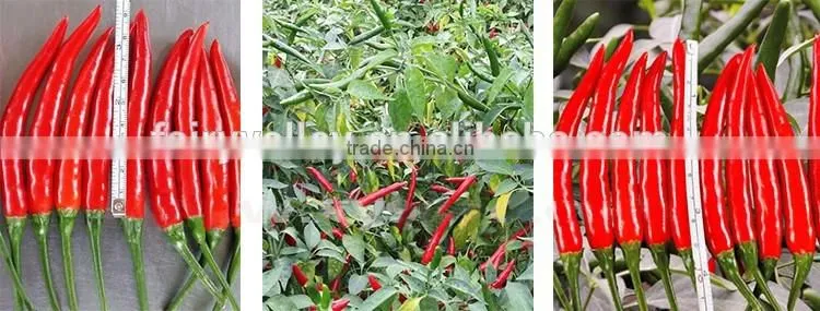 Hybrid F1 Pepper seeds hot pepper seeds for growing-Chcbi