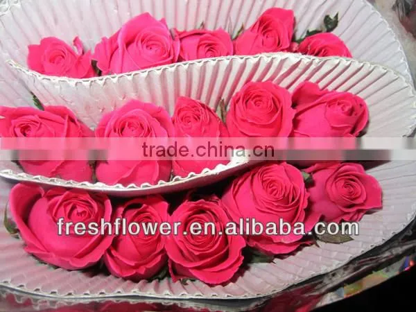 wholesale fresh cut rose flower rose named peach rose from china