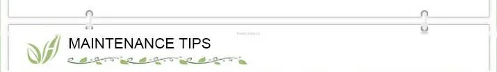 Lucky Bamboo