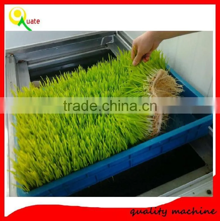 Automatic Bean Bud Seeding Machine with high quality best price