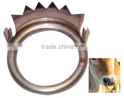 calf nose ring