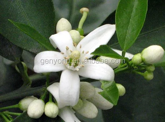 Clove Oil Extraction Nature Plant Extract Clove Essential Oil Extraction Machine