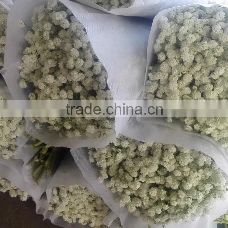 Colorful hotsell green gypsophila
