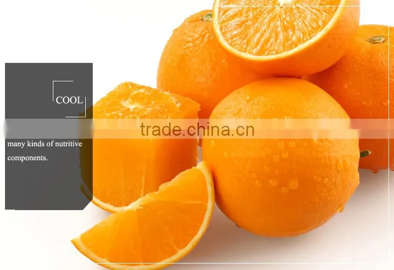 best price fresh fruit navel orange