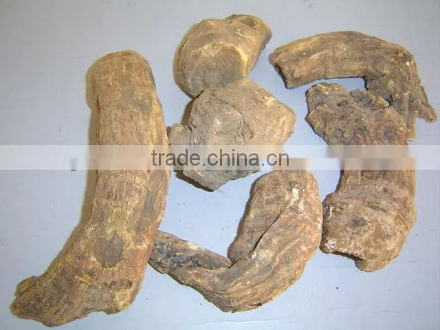 Radix Rhizoma Rhei