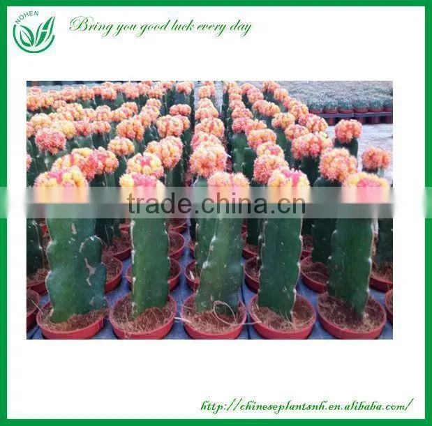 Chamaecereus sylvestri f.variegatus cactus plants