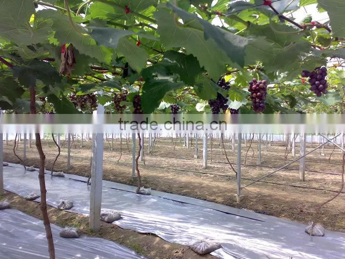 UV protect anti fog Transparent Coextruded PE Cover Film PE mulch film for grape greenhouse