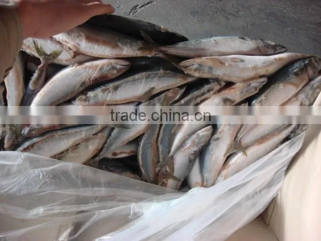 whole round frozen pacific mackerel150-200g