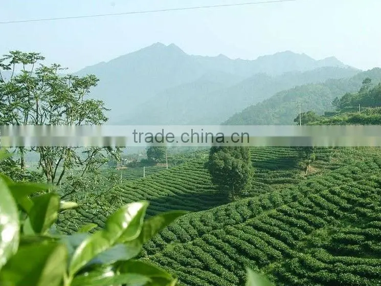 Oolong Tea ,Fujian Tieguanyin Oolong Tea,TiKuanYin