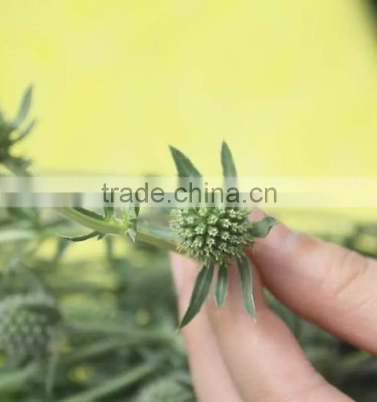 Decorative new products preserved cherry tomato whole