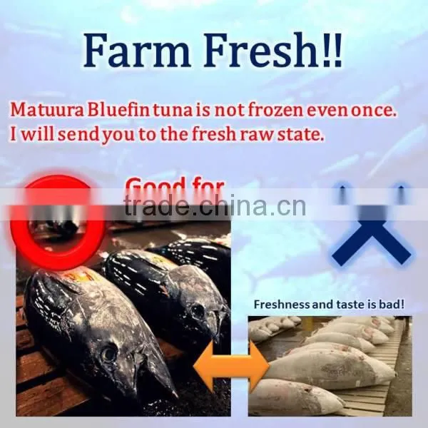 Matuura bluefin tuna is not a frozen fish, it fresh tuna fish.