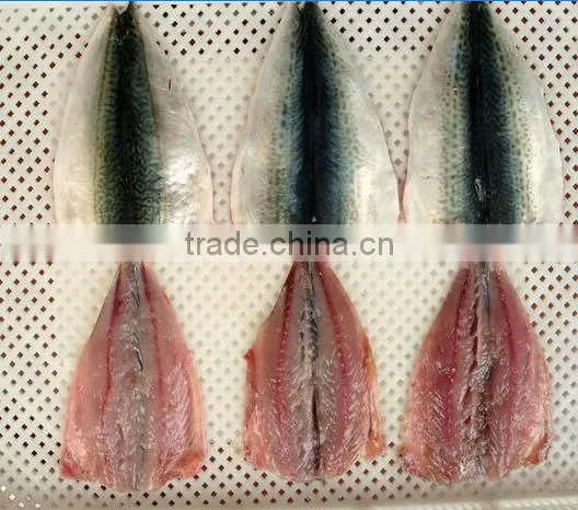 fresh frozen pacific mackerel fillet