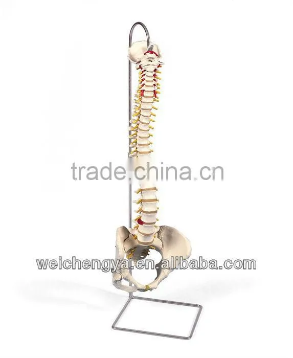 Life-Size Vertebral Column with Pelvis