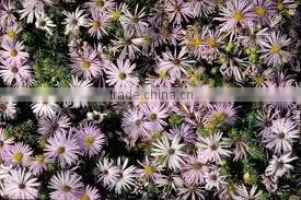 Nano silver aromatic