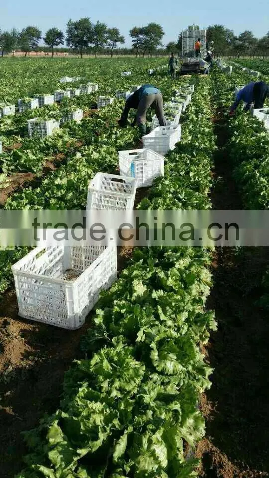 fresh lettuce