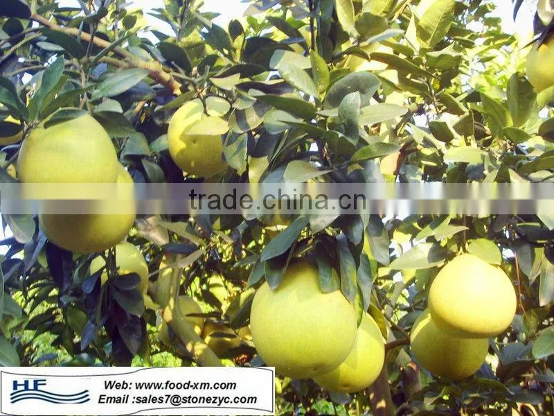 honey pomelo (shaddock) from China(citrus fruit)