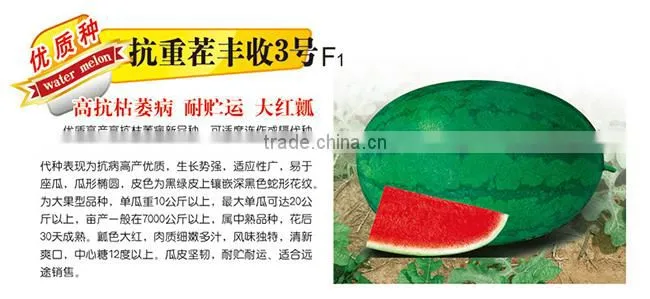 Hybrid F1 Sweet Red Watermelon Seeds For Sale-High Resistance Rich Harvest NO.3 F1