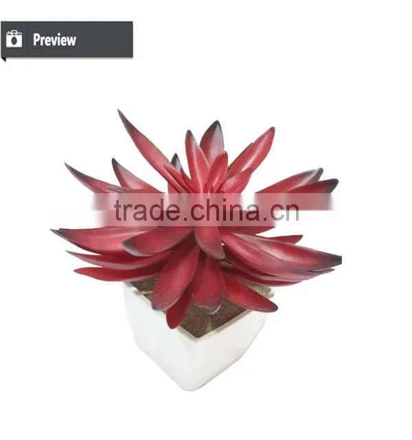 Kazuko Aoki mini succulent plants buy direct from China factory
