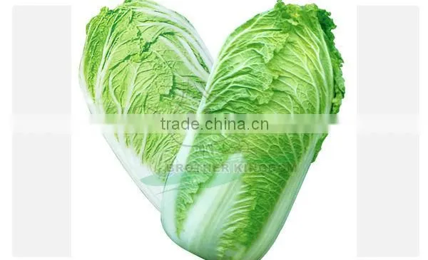Fresh chinese cabbage/Cabbage from China/New crop cabbage