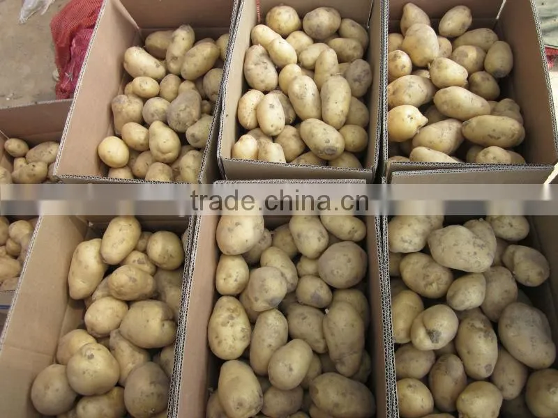 Holland Potato to Dubai Market for Sale