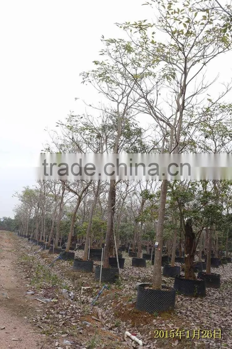 Tabebuia pentaphylla