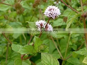 MENTHA PIPERITA ESSENTIAL OIL