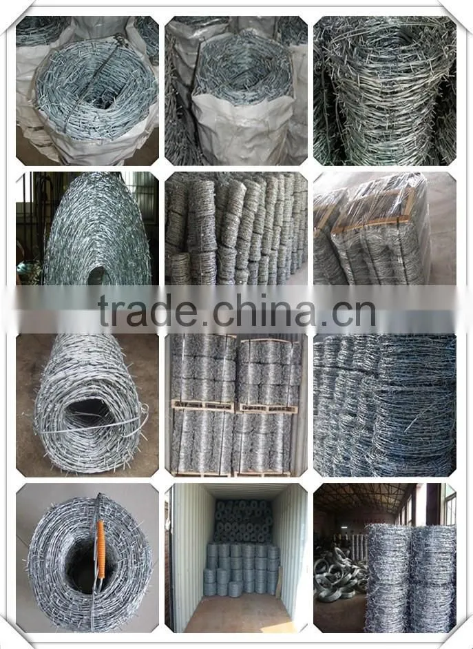 high quality antique barbed wire for sale / 12#*14# galvanized barbed wire