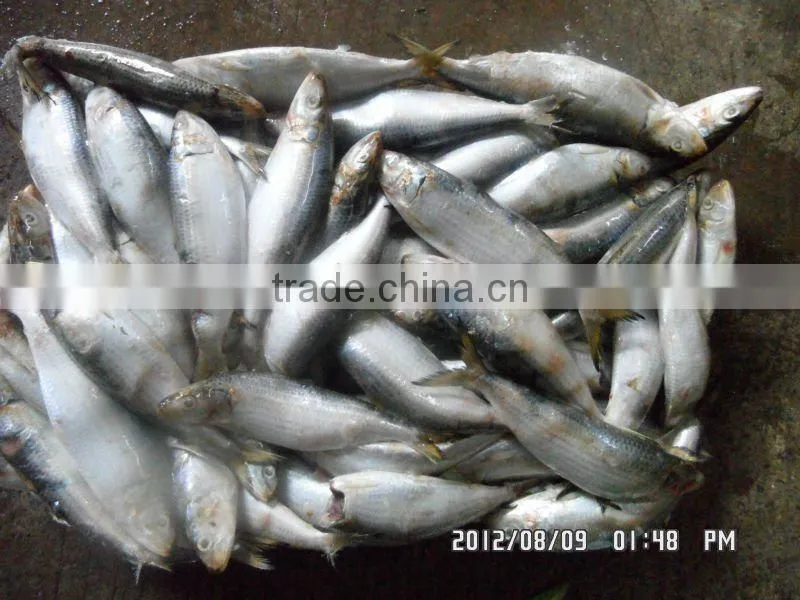 Fresh Frozen Sardines