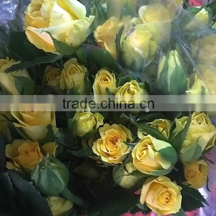 High quality sprayed rose yellow fresh cut rose flowers