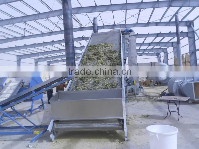 Mesh belt dryer for chrysanthemum