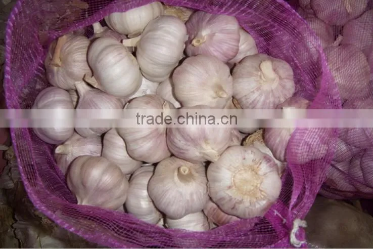 China Red Garlic Price Store Garlic
