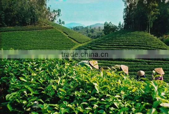 High quality best selling green tea from Vietnam