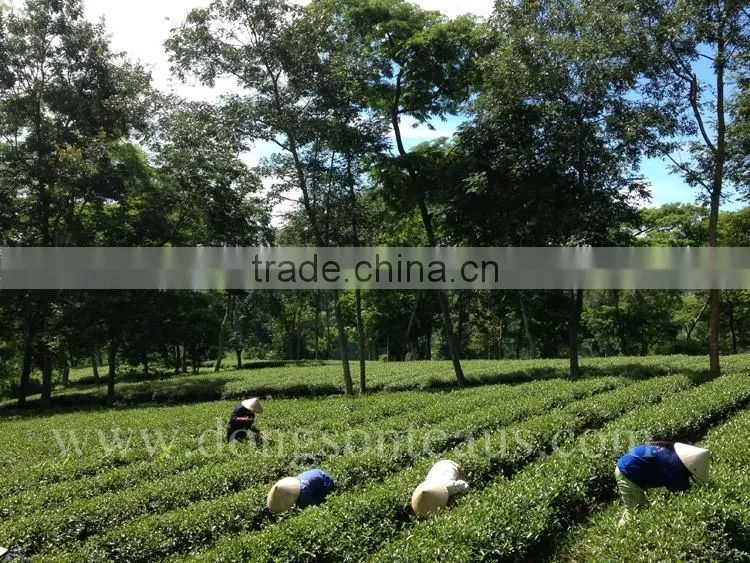 Vietnam famous natural GREEN TEA