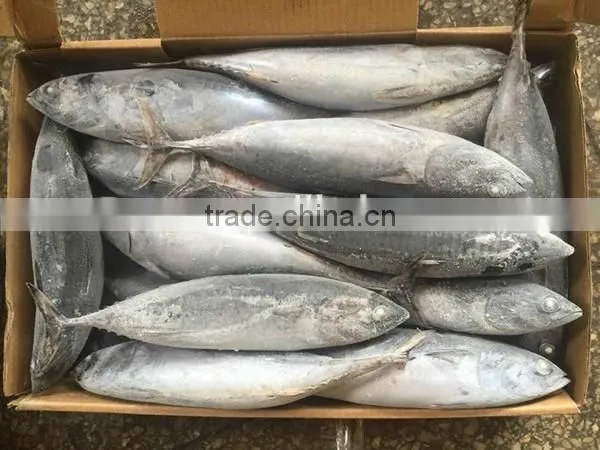 wholesale seafrozen bonito whole bonito tuna fish 300-800g up
