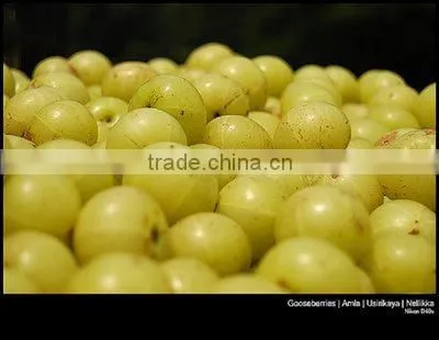 Fresh Indian Goosebery