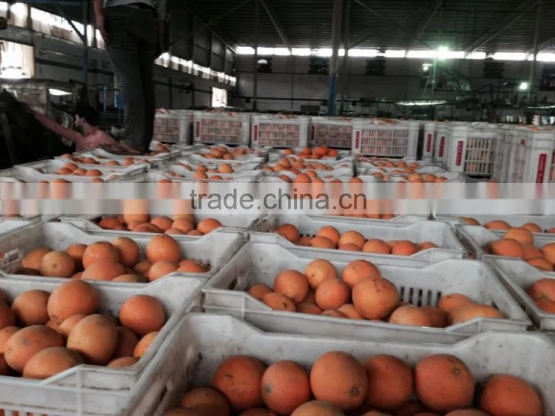 L'orange from Egypt