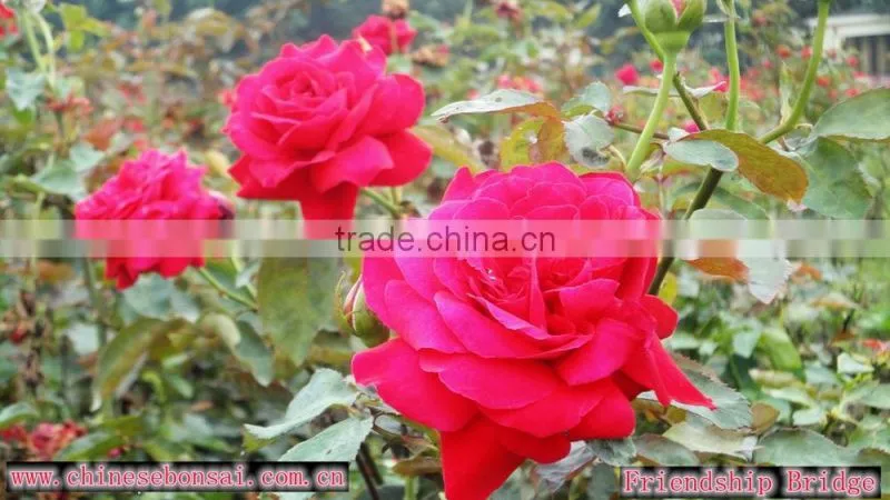 Wholesale Grade A Fresh Roses From India Fresh Rose Petals
