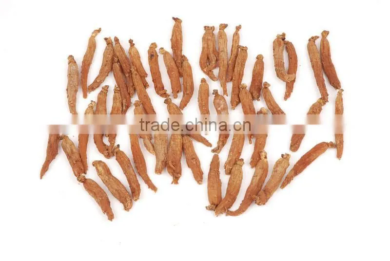 Panax Ginseng