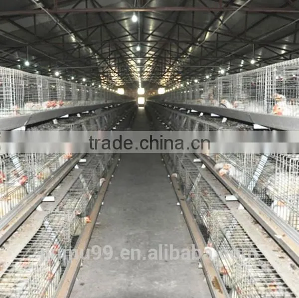 new design hot sale chicken Broiler Chicken