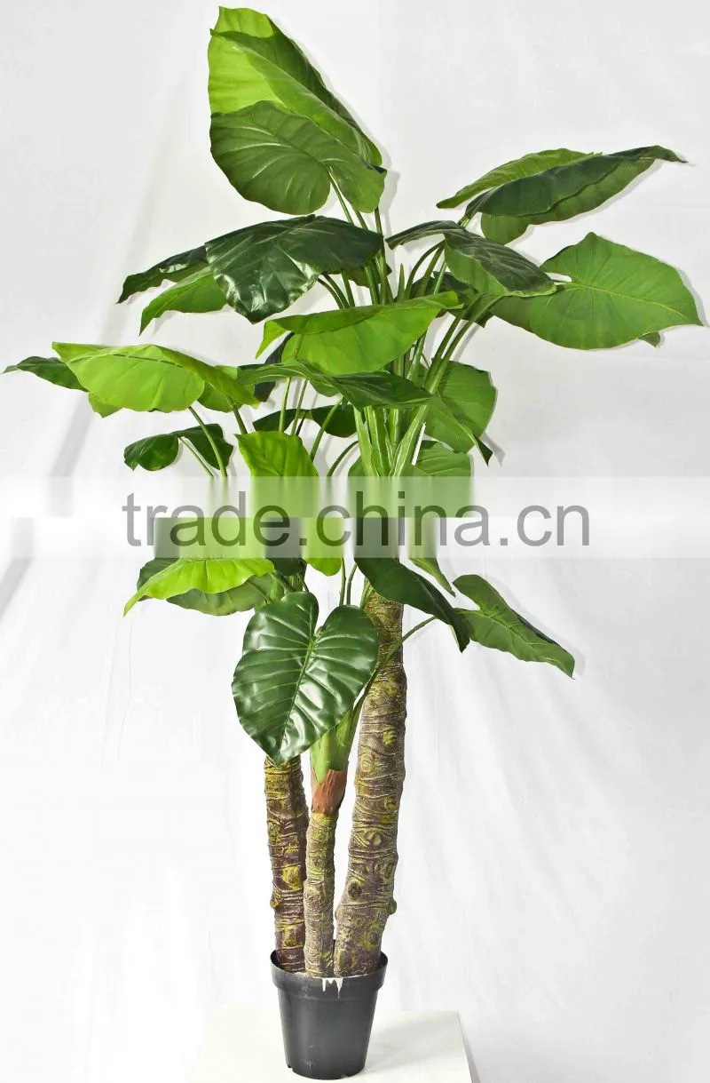 Supply evergreen bonsais