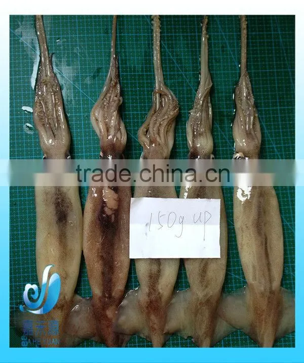 Frozen whole Illex Squid
