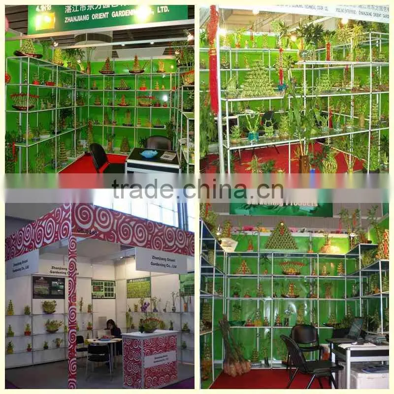 spiral lucky bamboo 25cm-100cm DRACAENA SANDERIANA air bonsai tree indoor aquatic feng shui plants nursery garden decoration