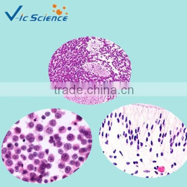 Human dental medical oral histology tooth slides