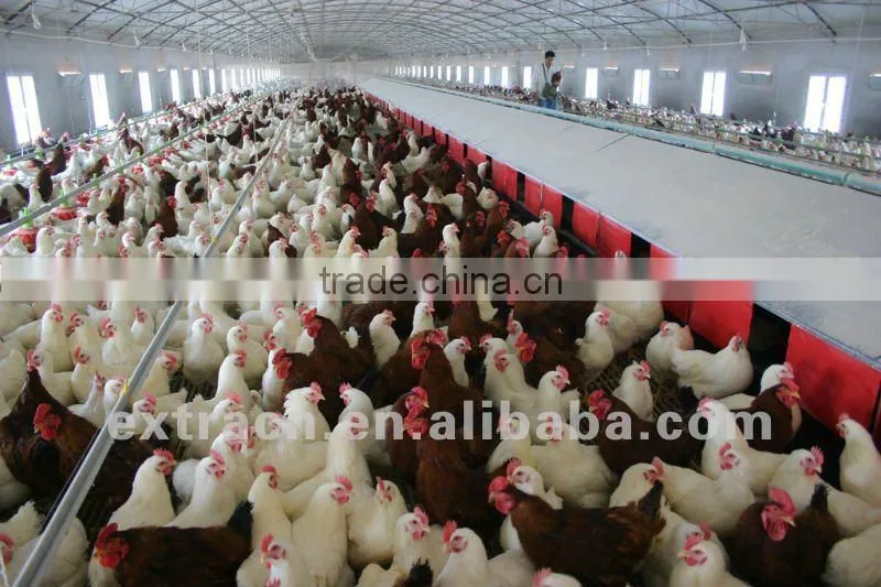 best selling automatic chicken nest