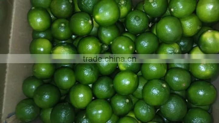 FRESH LEMON & FRESH LIME BEST price
