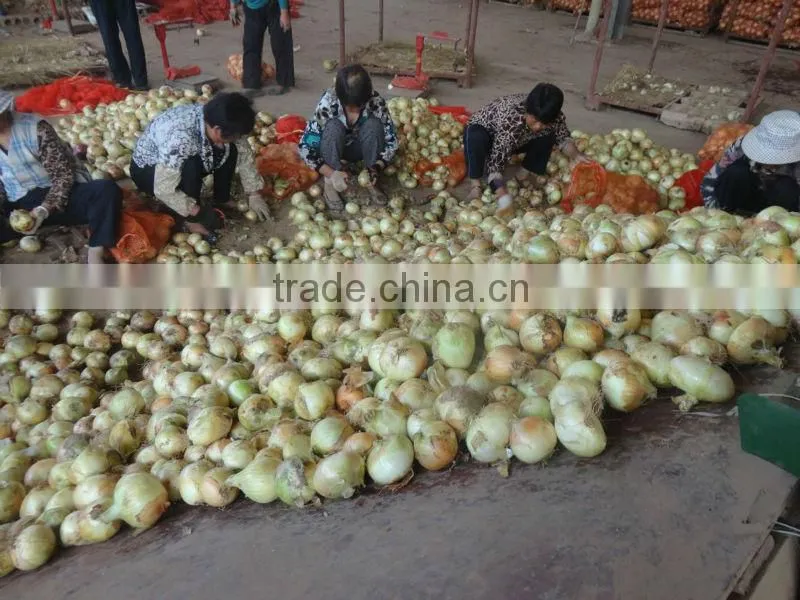 bulk new crop of onion harvest!