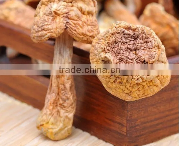 Matsutake Mushroom