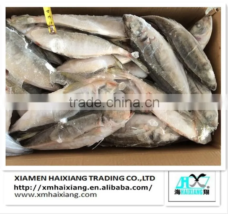 Frozen fish-Saury Fish